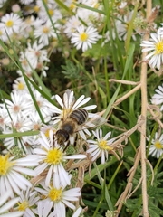 Apis mellifera