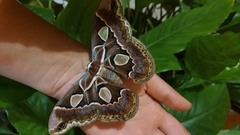 Rothschildia cinctus cinctus