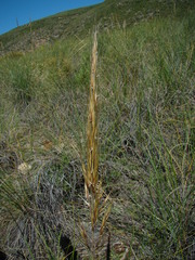 Macrochloa tenacissima