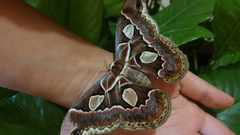 Rothschildia cinctus cinctus