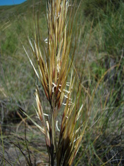 Macrochloa tenacissima