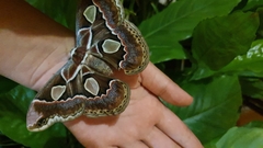 Rothschildia cinctus cinctus