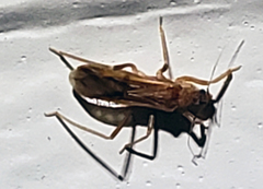 Oncerotrachelus