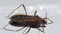 Oncerotrachelus
