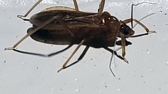 Oncerotrachelus