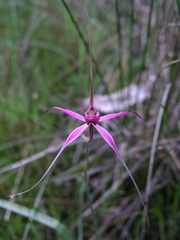 Caladenia harringtoniae