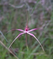 Caladenia harringtoniae