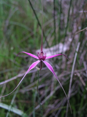 Caladenia harringtoniae