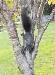 Sciurus carolinensis