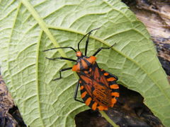 Spartocera pantomima