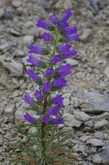 Campanula speciosa