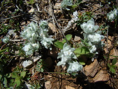 Bombycilaena discolor