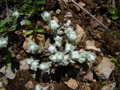 Bombycilaena discolor
