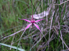 Caladenia harringtoniae