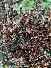 Peltigera scabrosa