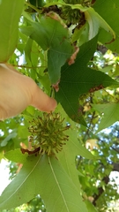 Liquidambar styraciflua