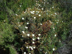Cistus clusii