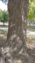 Liquidambar styraciflua