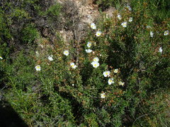 Cistus clusii