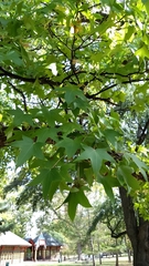 Liquidambar styraciflua