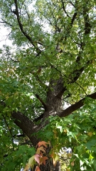 Liquidambar styraciflua