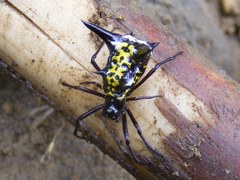 Micrathena raimondi