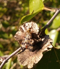 Panorpa meridionalis