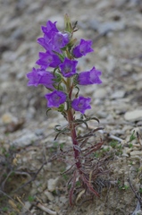 Campanula speciosa