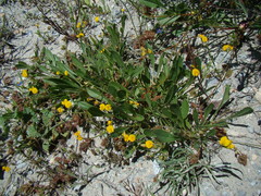 Scorpiurus muricatus