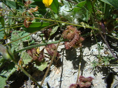 Scorpiurus muricatus