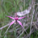 Pink Spider Orchid - Photo (c) desertnaturalist, some rights reserved (CC BY), uploaded by desertnaturalist