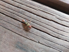 Neoclytus acuminatus