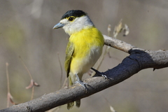 Pachyramphus viridis