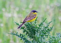 Motacilla flava thunbergi