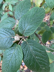 Viburnum rhytidophyllum