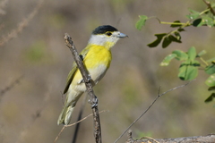 Pachyramphus viridis
