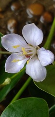 Guaiacum officinale