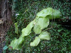 Pinguicula acuminata