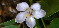 Guaiacum officinale