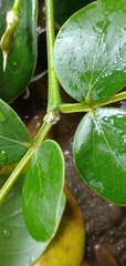Guaiacum officinale