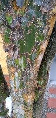 Guaiacum officinale