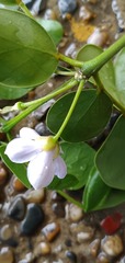 Guaiacum officinale