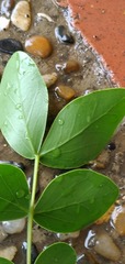 Guaiacum officinale