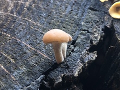 Hydnangiaceae
