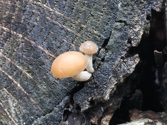 Hydnangiaceae
