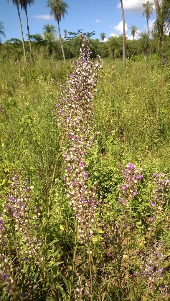 Chrysolaena platensis