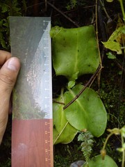 Pinguicula acuminata