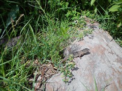 Sceloporus scalaris