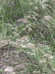 Melinis repens image