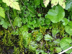 Marchantia polymorpha montivagans